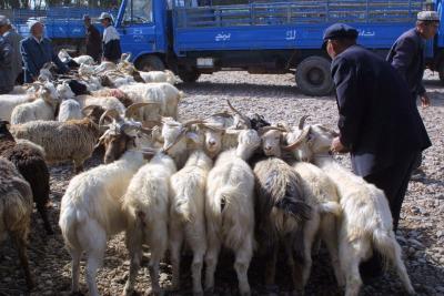 Goat Market