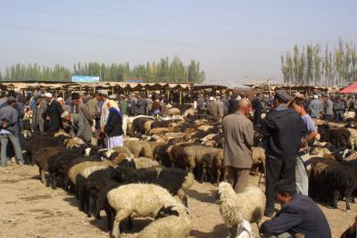 Sheep Market