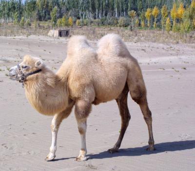 Taklamakan Desert