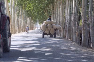 Cotton Harvest