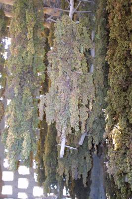 Grapes Drying