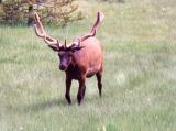 Elk