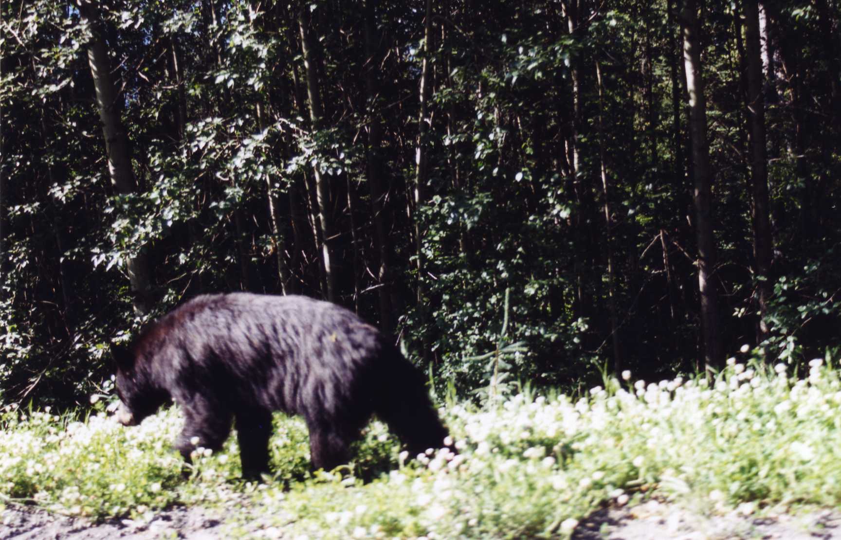 Black Bear