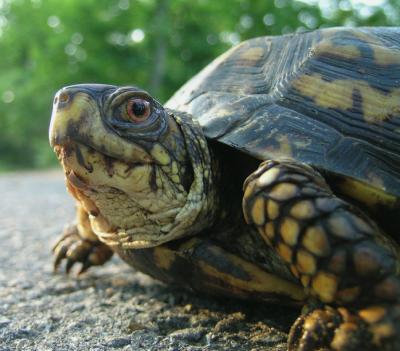 Eastern  Box Turtle