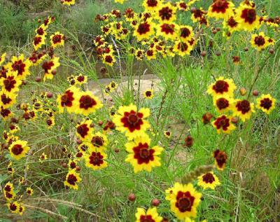 Coreopsis, Plains (Golden Tickseed)