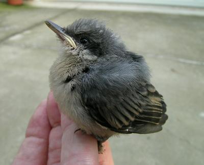 Brown-headed Nuthatch Fledgling