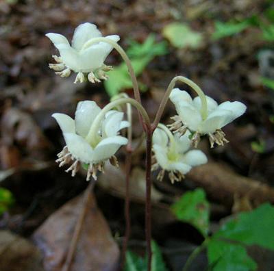 Wintergreen, Spotted