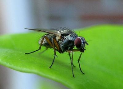 Tachinid Fly