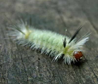 Banded Tussock Moth Caterpillar (8203)