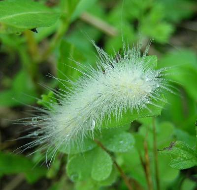 Unknown Caterpillar