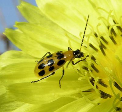 Spotted Cucumber Beetle