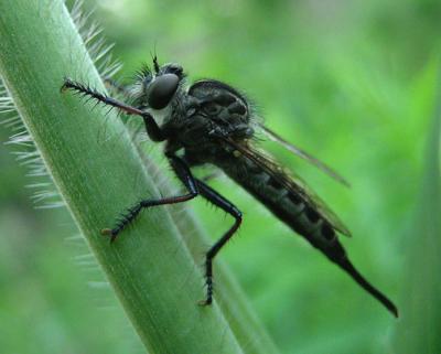 Tolmerus sp.