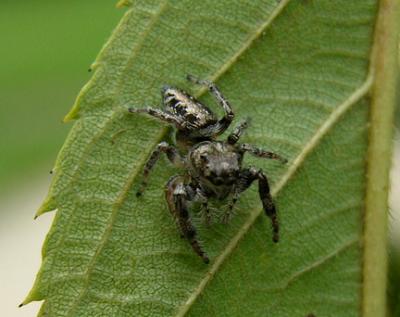 Family Salticidae