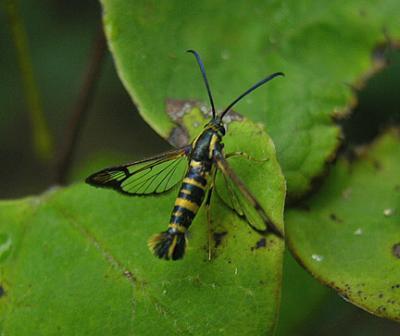 Riley's Clearwing Moth (2552)