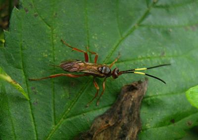 Unidentified Fly