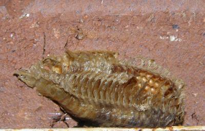 Carolina Mantid Eggcase