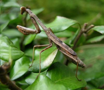 Carolina Mantid