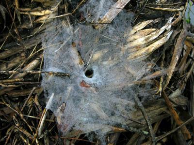 Web of Funnel Weaver Spider