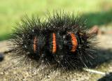 Giant Leopard Moth Caterpillar (8146)