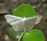 Large Lace-border Moth (7159)