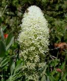 Bear Grass