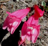 Red Mountain Heather