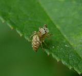 Family Salticidae