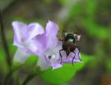 Volucella spp.