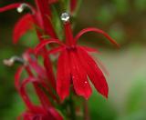 Cardinal Flower