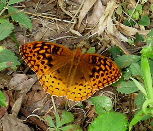 Great Spangled Fritillary