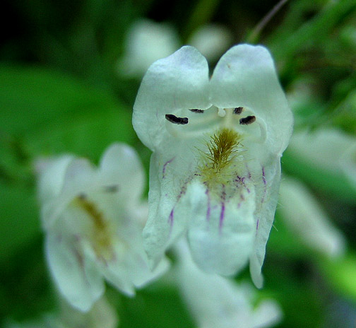 Beardtongue