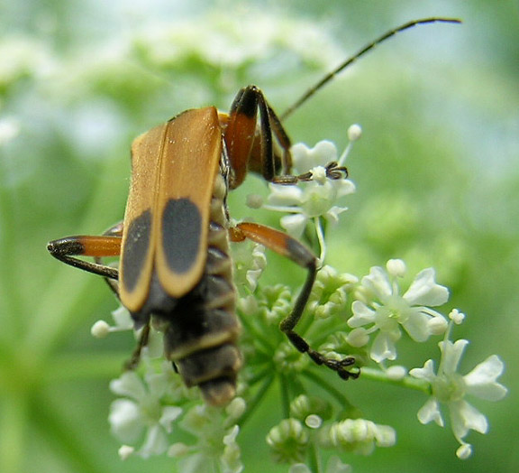 Margined Leather-Wing