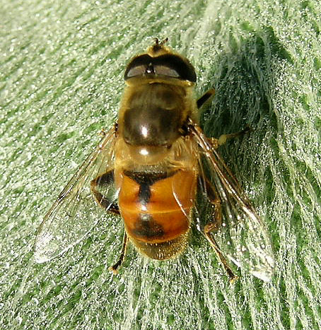 Eristalis spp.