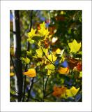 Fall Colors, Calif. Style II