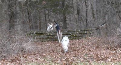 Hunting from the Kennels Feb 19.