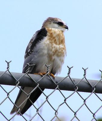 u46/lesliej/medium/29483772.whitetailedkitejuvenile.jpg