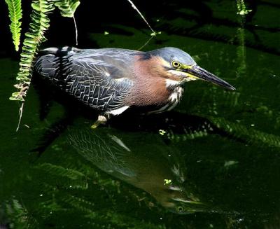 green heron jg may 04.jpg