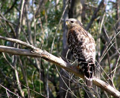 red_shouldered_hawk