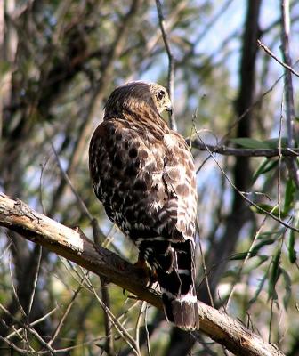 red shouldered 3.jpg