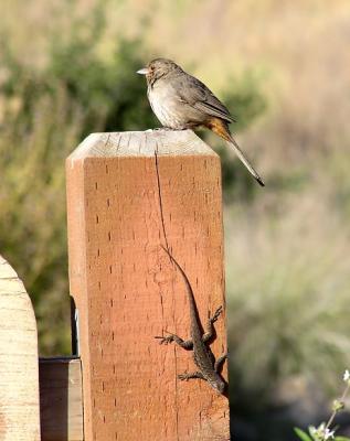 ca towhee and w fence lizard.jpg