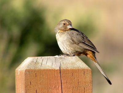 ca towhee 0604.jpg