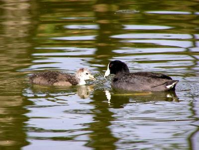coot parent and chick.jpg