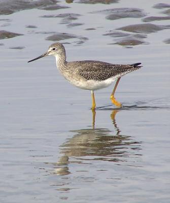 greater yellowlegs 3.jpg