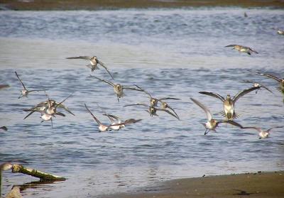 mixed flock shorebirds in flight.jpg