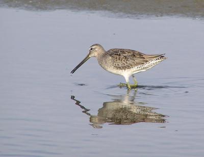 sb dowitcher.jpg