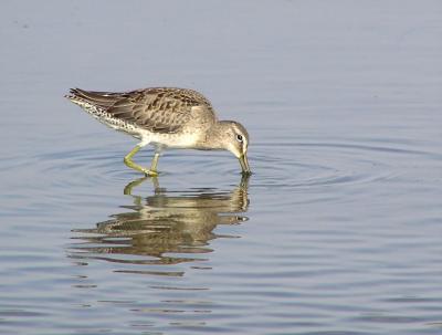 sb dowitcher 2.jpg