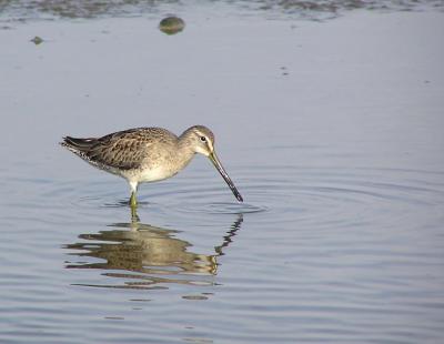 sb dowitcher 5.jpg