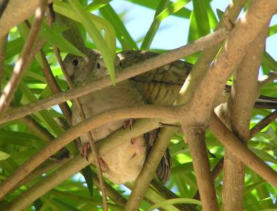 sayulita_mexico_-_inca_doves