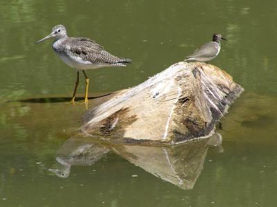 greater yellowlegs and spotted sandpiper.jpg