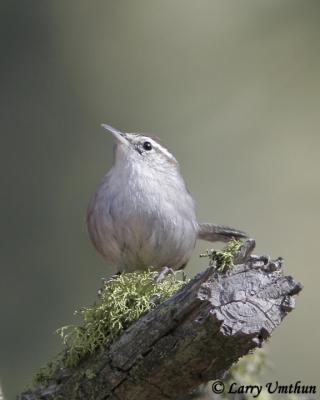 Bewick's Wren